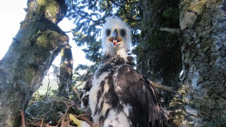 Otruty orzeł ( jeszcze jako pisklę) . Fot. M.Stój