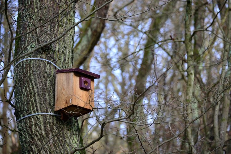 Dlaczego budka dla ptaków wciąż wisi pusta?