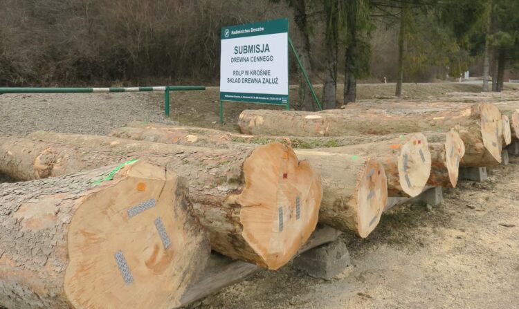 Rekordowe ceny sprzedaży drewna z podkarpackich lasów