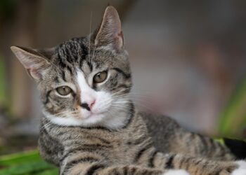 17 lutego – Dzień Kota