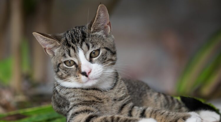 17 lutego – Dzień Kota