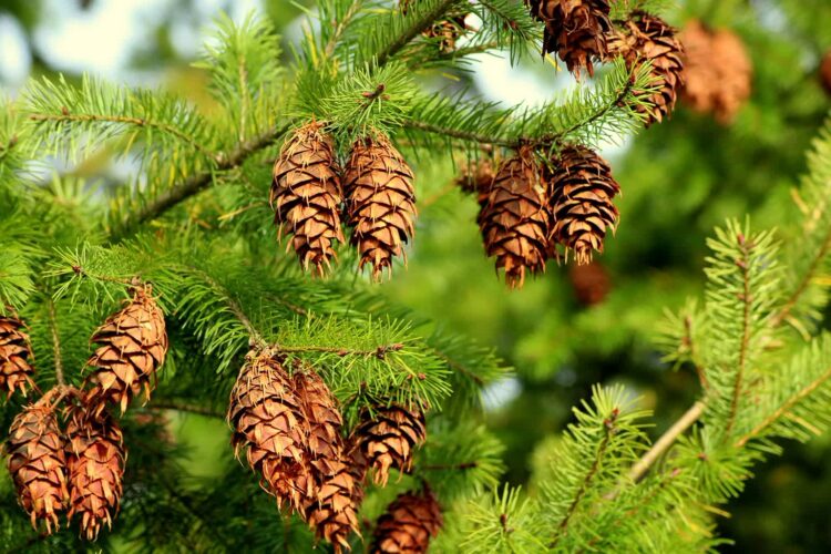 Owoce… szyszki 1 - Polskie Radio Rzeszów Fot. ilustracyjna