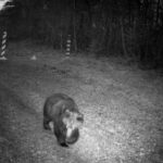 Niedźwiedzie spacerują w rejonach przygranicznych (wideo) - Polskie Radio Rzeszów