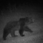 Niedźwiedzie spacerują w rejonach przygranicznych (wideo) - Polskie Radio Rzeszów