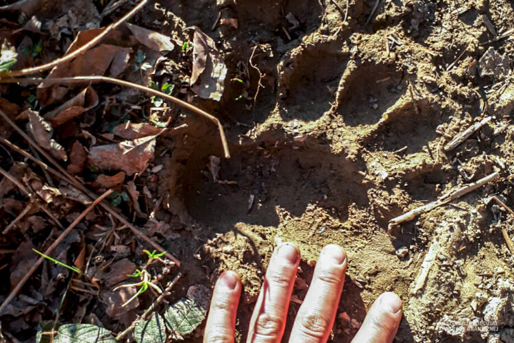 Niedźwiedzie spacerują w rejonach przygranicznych (wideo)