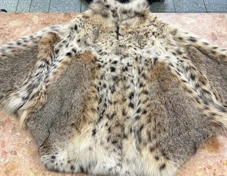 Celnicy przechwycili futro warte 33 tys. złotych