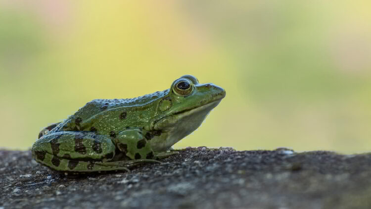 Wolontariusze z Rzeszowa uratują żaby