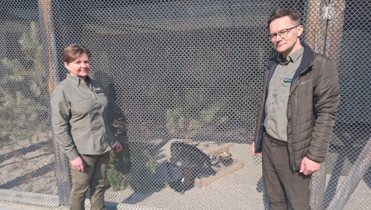 Gody głuszców z hodowli w Brzózie Królewskiej