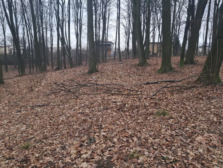 Połamane drzewa w miejskim lasku Bażantarnia