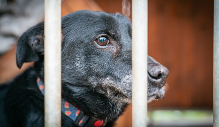 Ekspertka o losie  bezdomnych zwierząt z Boguchwały