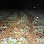 Pijani urządzili sobie rajd po polu. Zniszczyli uprawy 3 - Polskie Radio Rzeszów Pijani urządzili sobie rajd po polu. Zniszczyli uprawy - Polskie Radio Rzeszów