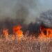 Ekspert:wypalanie traw powoduje całkowite zniszczenie ekosystemu