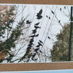 W Tu i Teraz o warunkach bytowania ptaków w miastach 5 - Polskie Radio Rzeszów W Tu i Teraz o warunkach bytowania ptaków w miastach - Polskie Radio Rzeszów