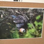 W Tu i Teraz o warunkach bytowania ptaków w miastach 7 - Polskie Radio Rzeszów W Tu i Teraz o warunkach bytowania ptaków w miastach - Polskie Radio Rzeszów