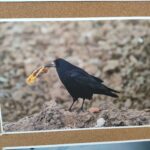 W Tu i Teraz o warunkach bytowania ptaków w miastach 9 - Polskie Radio Rzeszów W Tu i Teraz o warunkach bytowania ptaków w miastach - Polskie Radio Rzeszów