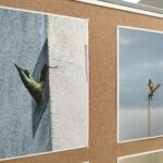 W Tu i Teraz o warunkach bytowania ptaków w miastach 2 - Polskie Radio Rzeszów W Tu i Teraz o warunkach bytowania ptaków w miastach - Polskie Radio Rzeszów