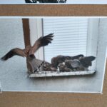 W Tu i Teraz o warunkach bytowania ptaków w miastach 8 - Polskie Radio Rzeszów W Tu i Teraz o warunkach bytowania ptaków w miastach - Polskie Radio Rzeszów