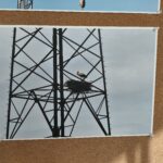 W Tu i Teraz o warunkach bytowania ptaków w miastach 6 - Polskie Radio Rzeszów W Tu i Teraz o warunkach bytowania ptaków w miastach - Polskie Radio Rzeszów