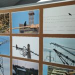 W Tu i Teraz o warunkach bytowania ptaków w miastach 3 - Polskie Radio Rzeszów W Tu i Teraz o warunkach bytowania ptaków w miastach - Polskie Radio Rzeszów