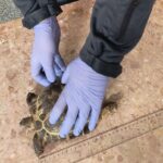 64-latek próbował przewieźć przez granicę żółwia stepowego 2 - Polskie Radio Rzeszów 64-latek próbował przewieźć przez granicę żółwia stepowego - Polskie Radio Rzeszów