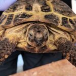 64-latek próbował przewieźć przez granicę żółwia stepowego 3 - Polskie Radio Rzeszów 64-latek próbował przewieźć przez granicę żółwia stepowego - Polskie Radio Rzeszów