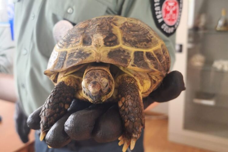 64-latek próbował przewieźć przez granicę żółwia stepowego