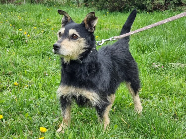 Schronisko, które leczy nie tylko zwierzęta. „Przytul Psiaka” w Ropczycach