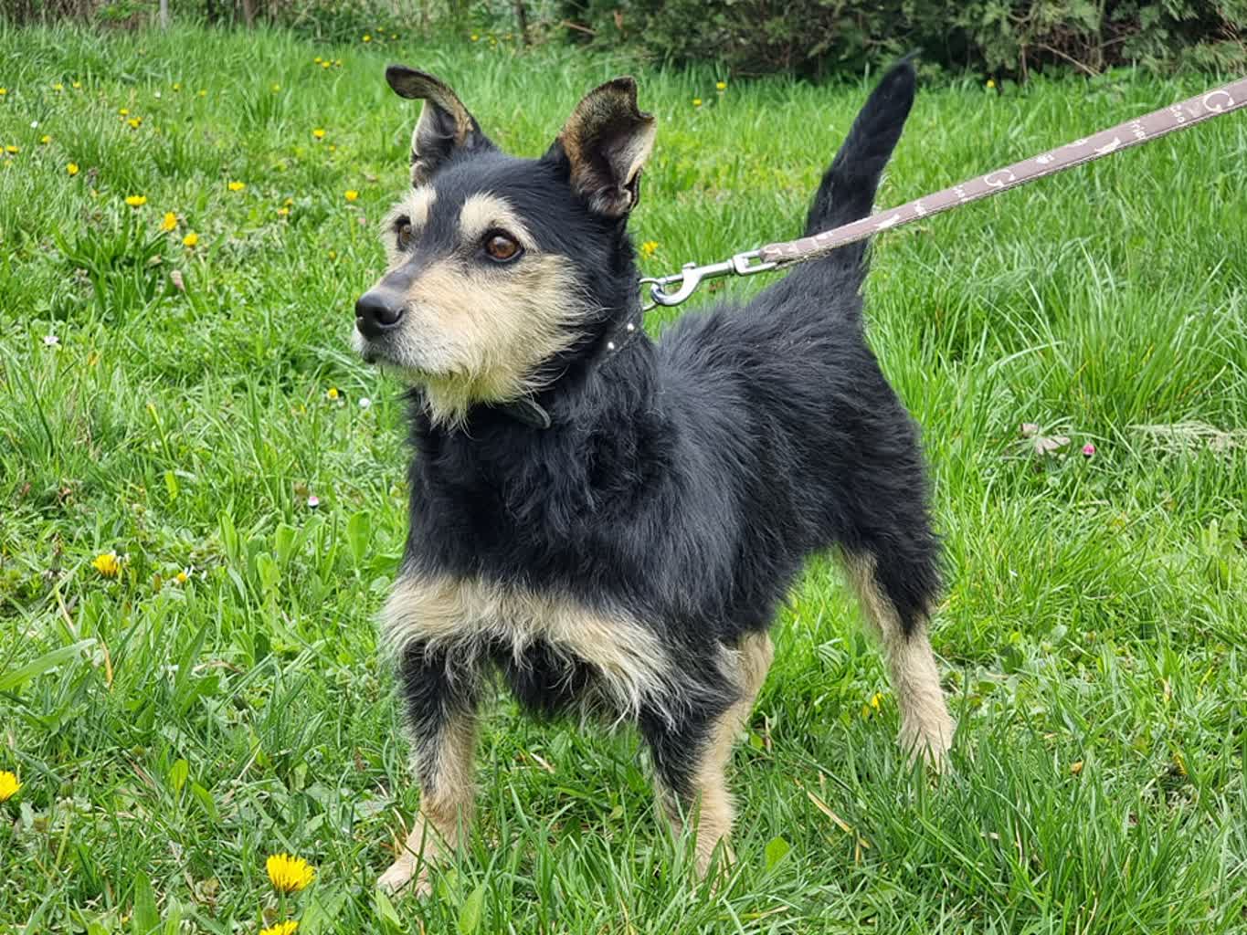 Schronisko, które leczy nie tylko zwierzęta. "Przytul Psiaka" w Ropczycach 2 - Polskie Radio Rzeszów fot. Przytul Psiaka.jpg