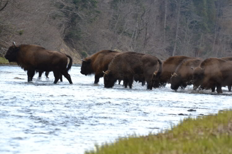 W Bieszczadach żyje 806 żubrów