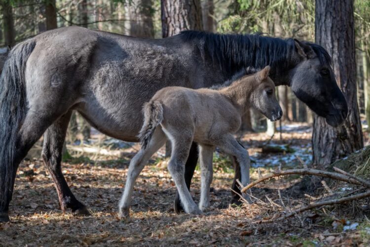 W Roztoczańskim PN przyszły na świat pierwsze w tym roku koniki polskie