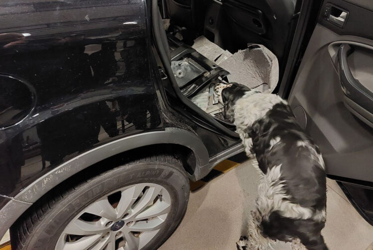 Spaniel Bruce znów na tropie. Udaremnił przemyt papierosów