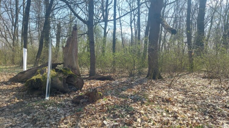 Rezerwat topoli czarnej i białej pod Stalową Wolą 1 - Polskie Radio Rzeszów Rezerwat topoli czarnej i białej pod Stalową Wolą