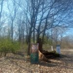 Rezerwat topoli czarnej i białej pod Stalową Wolą 2 - Polskie Radio Rzeszów Rezerwat topoli czarnej i białej pod Stalową Wolą - Polskie Radio Rzeszów