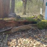 Rezerwat topoli czarnej i białej pod Stalową Wolą 3 - Polskie Radio Rzeszów Rezerwat topoli czarnej i białej pod Stalową Wolą - Polskie Radio Rzeszów