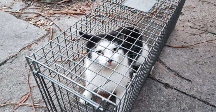 Kot na dachu, akcja strażaków w centrum Rzeszowa (zdjęcia) - Polskie Radio Rzeszów