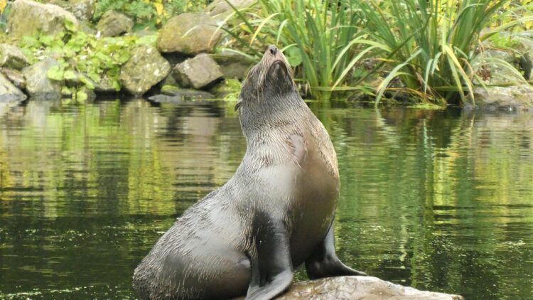 22 marca – Międzynarodowy Dzień Foki