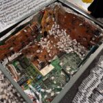 Nielegalny transport ponad 2500 mrówek odkryty przez lwowskich celników - Polskie Radio Rzeszów