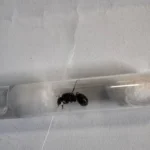 Nielegalny transport ponad 2500 mrówek odkryty przez lwowskich celników - Polskie Radio Rzeszów