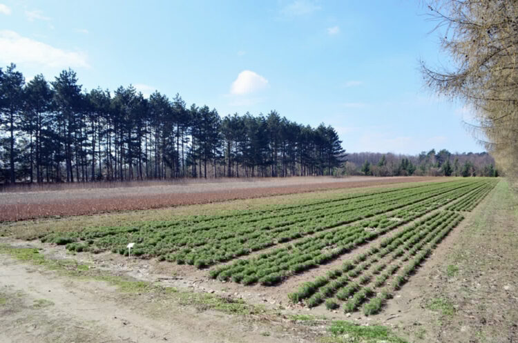 Fot. Archiwum RDLP Krosno