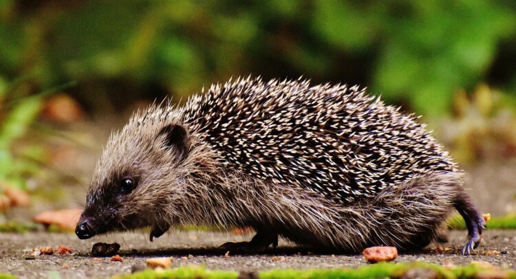 Co zrobić, gdy spotkamy dzikie zwierzę w mieście?