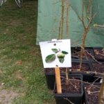 Pigwowce i niezapominajki. Wiosenna wymiana roślin w Mielcu 4 - Polskie Radio Rzeszów Pigwowce i niezapominajki. Wiosenna wymiana roślin w Mielcu - Polskie Radio Rzeszów