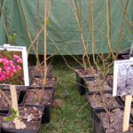 Pigwowce i niezapominajki. Wiosenna wymiana roślin w Mielcu 5 - Polskie Radio Rzeszów Pigwowce i niezapominajki. Wiosenna wymiana roślin w Mielcu - Polskie Radio Rzeszów