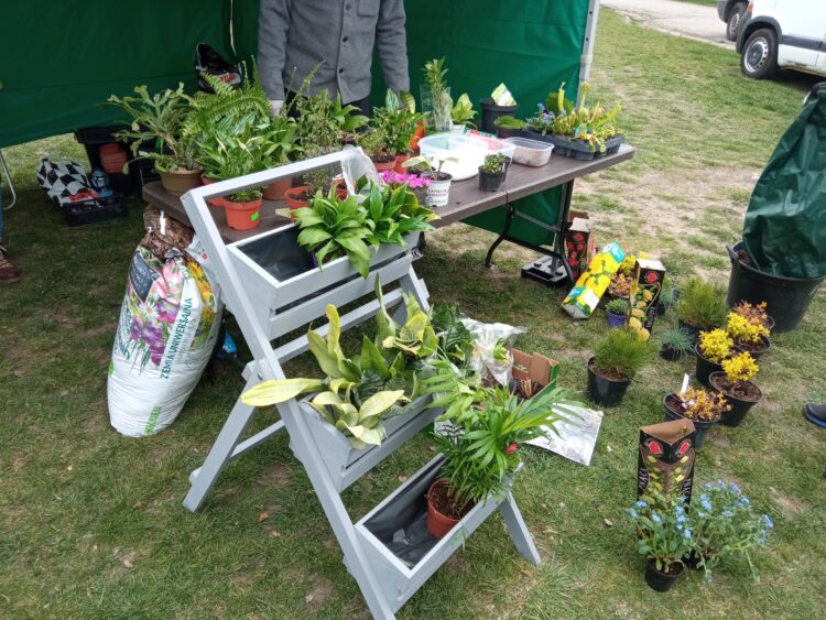 Pigwowce i niezapominajki. Wiosenna wymiana roślin w Mielcu