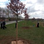 Mieszkańcy sadzili dęby na rzeszowskich Bulwarach - Polskie Radio Rzeszów