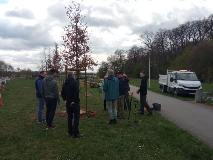 Mieszkańcy sadzili dęby na rzeszowskich Bulwarach