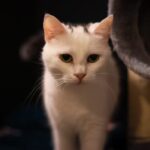 Koniec Kociej Kawiarni w Rzeszowie. Ostatnie koty szukają domów 2 - Polskie Radio Rzeszów Koniec Kociej Kawiarni w Rzeszowie. Ostatnie koty szukają domów - Polskie Radio Rzeszów