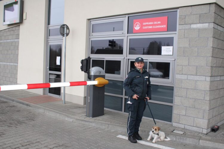 Nowa funkcjonariuszka w szeregach KAS. Suczka Honi rozpoczyna służbę 1 - Polskie Radio Rzeszów Nowa funkcjonariuszka w szeregach KAS. Suczka Honi rozpoczyna służbę