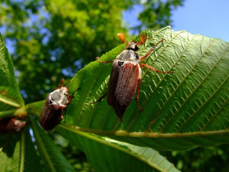 Opryski w lasach pod Leżajskiem – czasowy zakaz wstępu