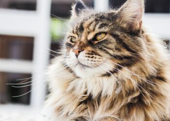 Jak dbać o kocią sierść? Praktyczne wskazówki dla właścicieli