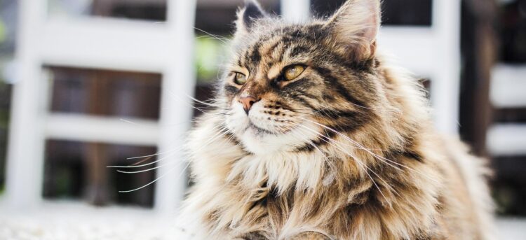 Jak dbać o kocią sierść? Praktyczne wskazówki dla właścicieli 1 - Polskie Radio Rzeszów Jak dbać o kocią sierść? Praktyczne wskazówki dla właścicieli